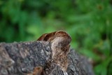 Coriolopsis gallica image