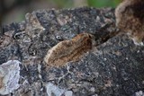 Coriolopsis gallica image