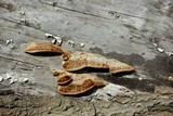 Coriolopsis gallica image
