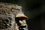 Coriolopsis gallica image