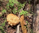 Sparassis americana f. arizonica image