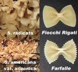 Sparassis americana f. arizonica image