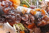Exidia recisa image