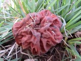 Gyromitra caroliniana image