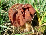Gyromitra caroliniana image