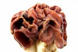 Gyromitra caroliniana image