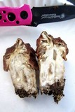 Gyromitra caroliniana image