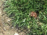 Gyromitra caroliniana image