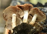 Pholiota highlandensis image