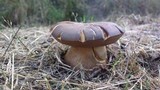 Phlebopus sudanicus image