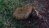 Phlebopus sudanicus image