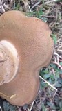 Phlebopus sudanicus image