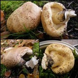 Tricholoma acerbum image