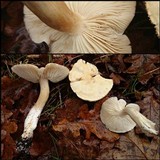 Tricholoma lascivum image