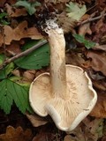Tricholoma lascivum image