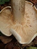 Tricholoma lascivum image