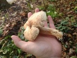 Tricholoma lascivum image