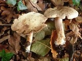 Tricholoma lascivum image