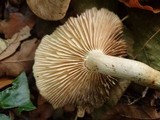 Tricholoma lascivum image