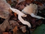 Tricholoma lascivum image