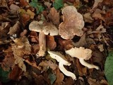 Tricholoma lascivum image