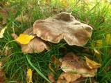 Tricholoma populinum image