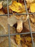 Tricholoma populinum image