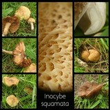 Inocybe squamata image