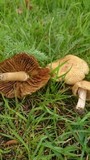 Inocybe squamata image