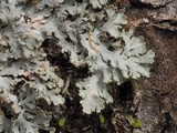 Heterodermia speciosa image