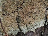 Anaptychia palmulata image