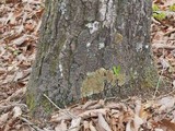Anaptychia palmulata image