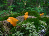 Dacryopinax spathularia image