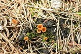 Geopyxis carbonaria image