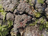 Fuscopannaria leucosticta image