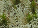 Cladonia subtenuis image