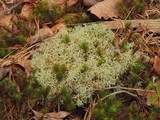 Cladonia subtenuis image