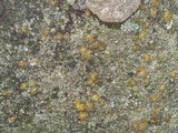 Lasallia papulosa image