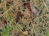 Cladonia furcata image