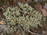 Cladonia caroliniana image