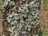 Parmotrema reticulatum image