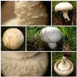 Agaricus urinascens image
