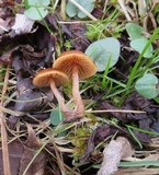 Tubaria romagnesiana image