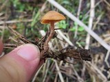 Tubaria romagnesiana image