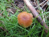 Tubaria romagnesiana image
