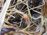 Tubaria romagnesiana image