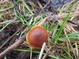 Tubaria romagnesiana image