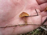 Tubaria romagnesiana image