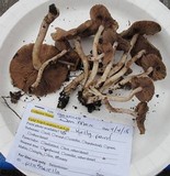 Psathyrella oregonensis image