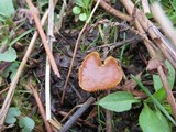 Tubaria romagnesiana image